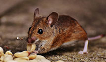 agricultural-pest-management Experts in Sangre De Cristo Ranches